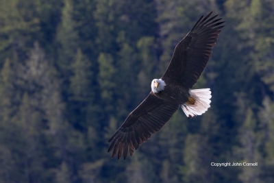 Bald-Eagle;British-Columbia;Canada;Eagle;Flying-Bird;Haliaeetus-leucocephalus;Ph
